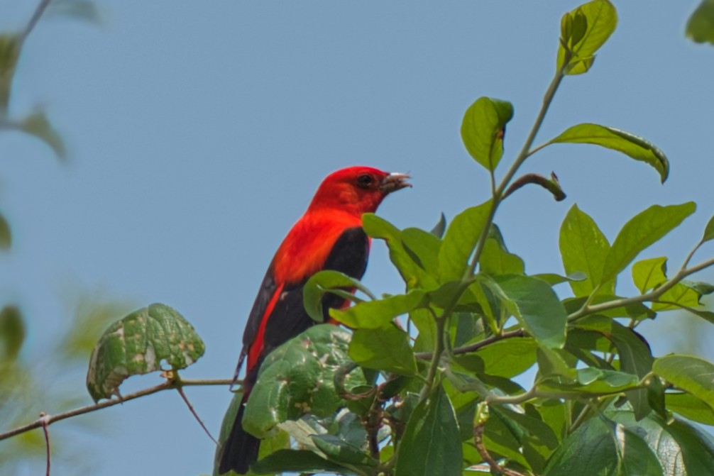 Scarlet Tanager - ML618247693