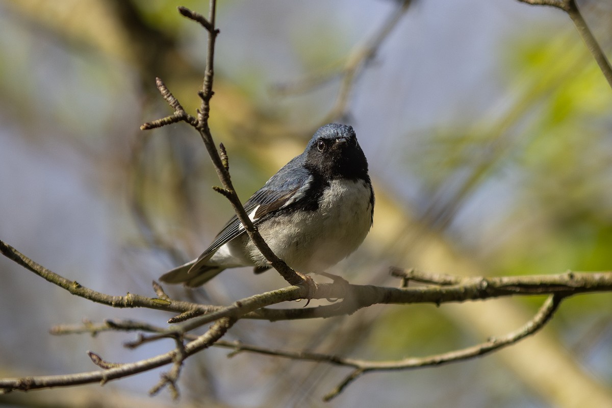 Black-throated Blue Warbler - ML618247694