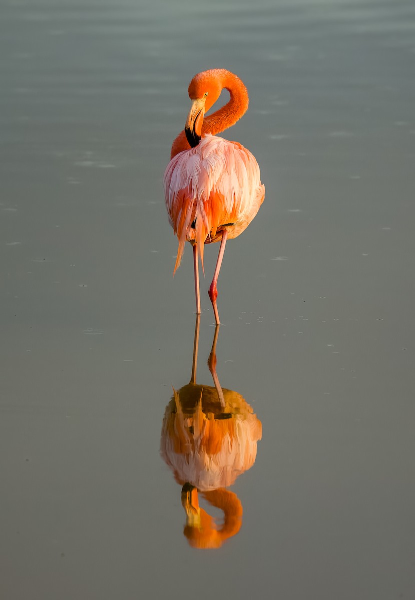Amerika Flamingosu - ML618247695