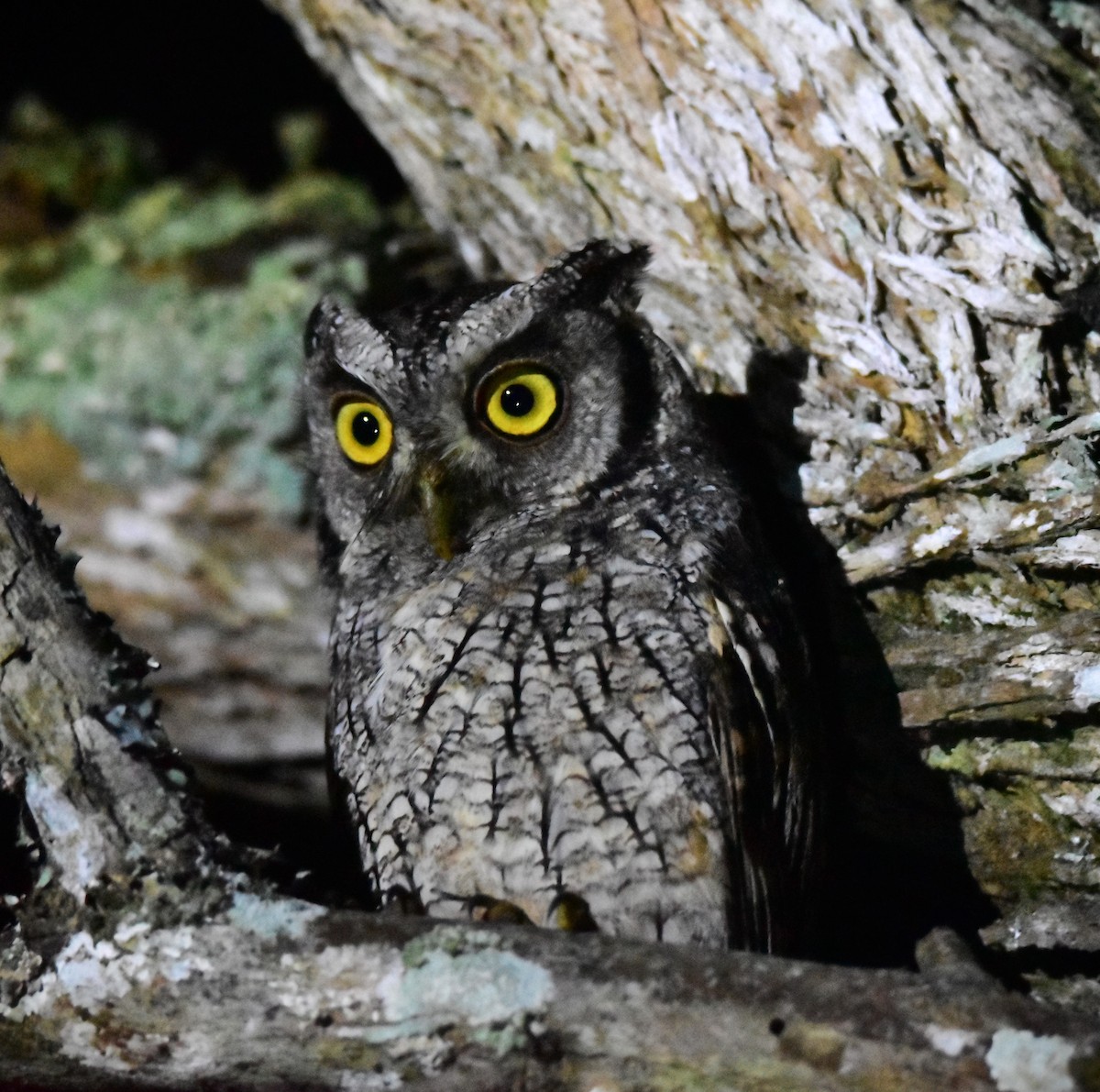 Tropical Screech-Owl - Pia Minestroni