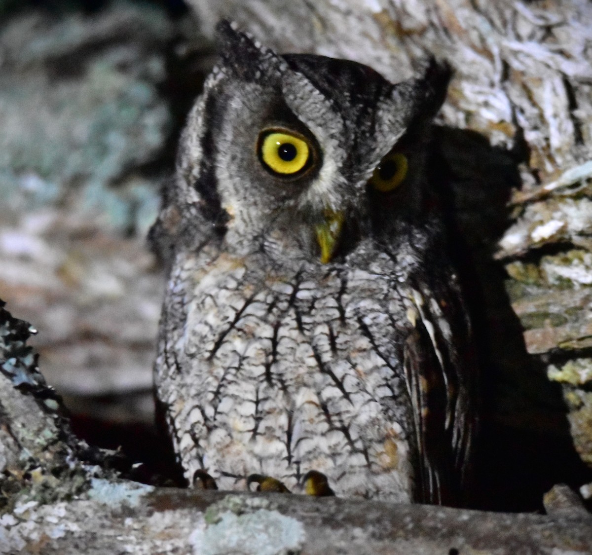 Tropical Screech-Owl - Pia Minestroni