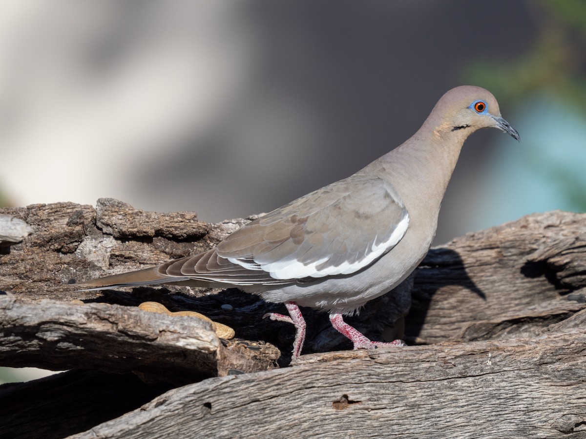 White-winged Dove - ML618247736
