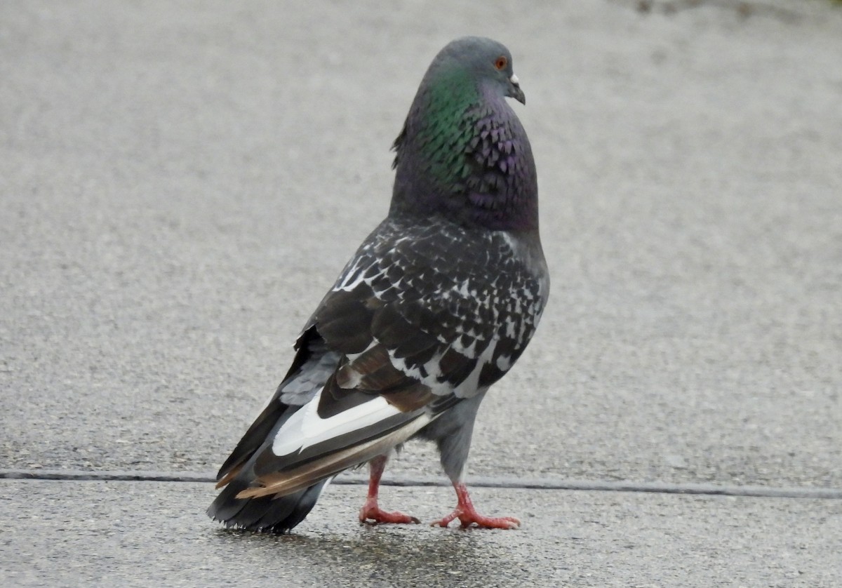 Rock Pigeon (Feral Pigeon) - ML618247740