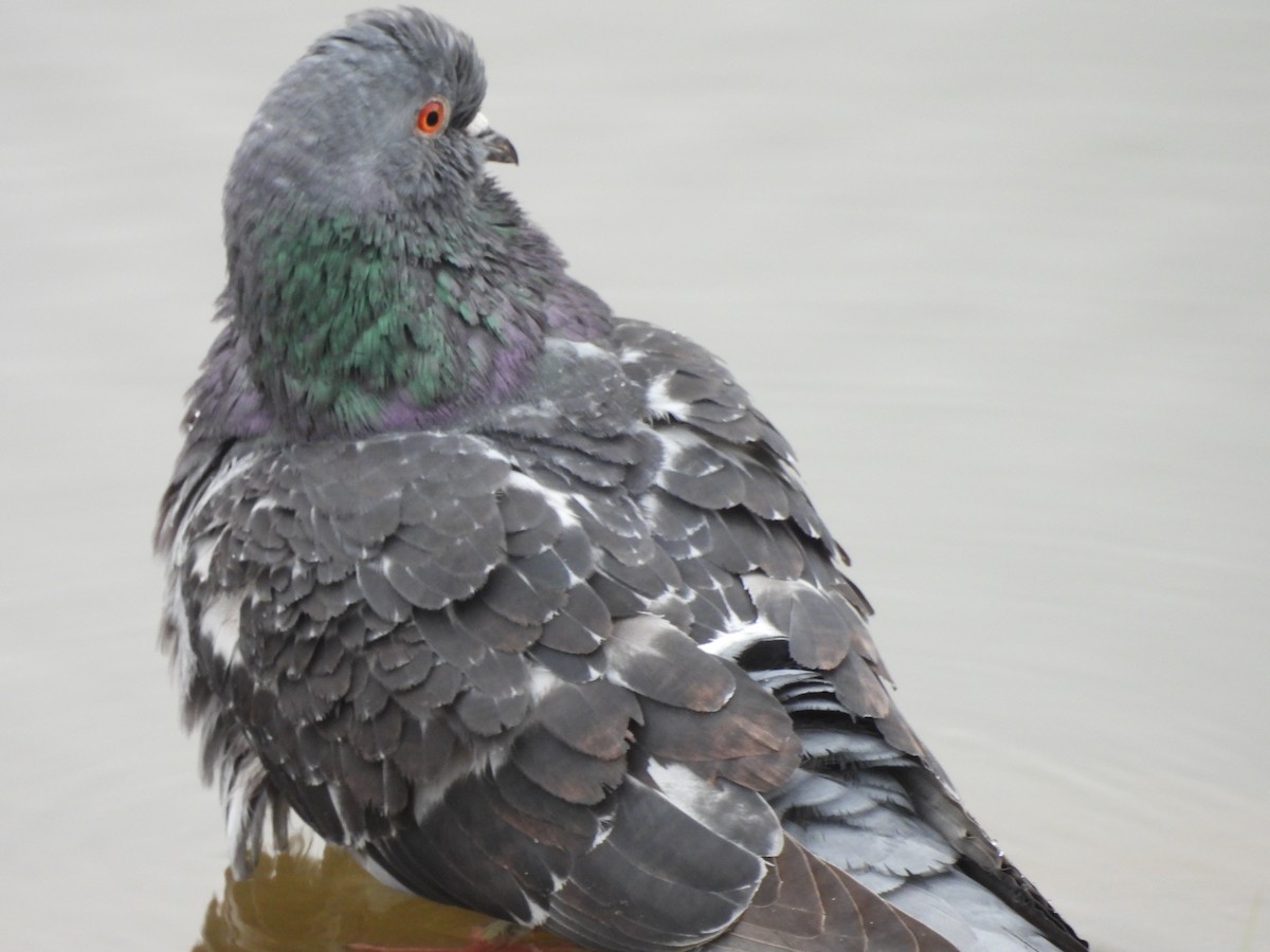 Rock Pigeon (Feral Pigeon) - Janna Nugent