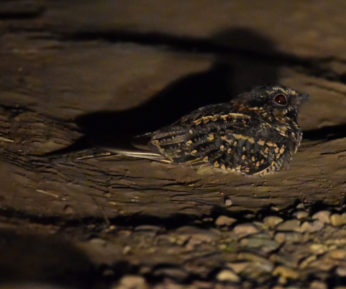 Scissor-tailed Nightjar - Pia Minestroni