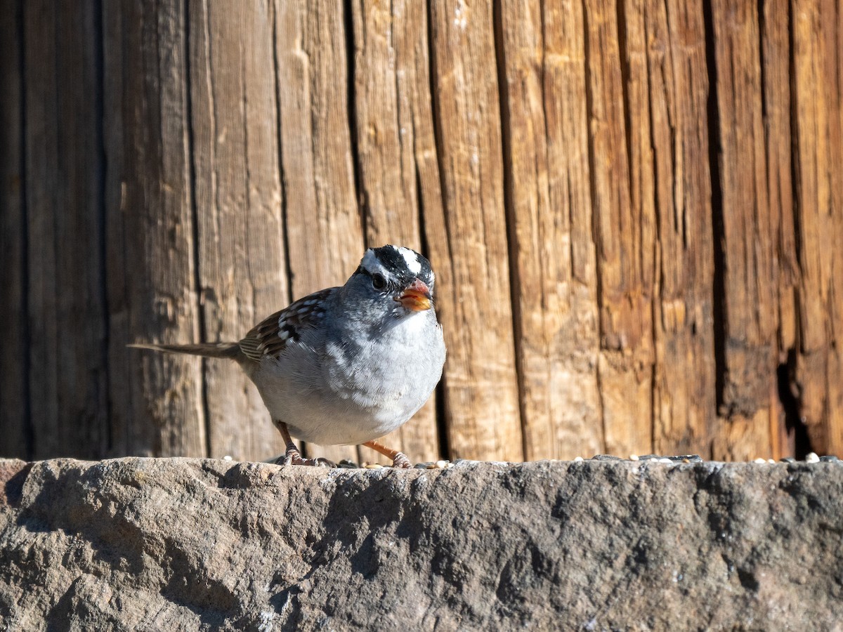 White-crowned Sparrow - Ken Ferguson