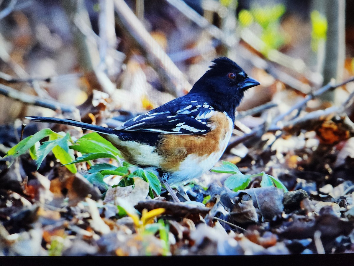 Spotted Towhee - ML618247768