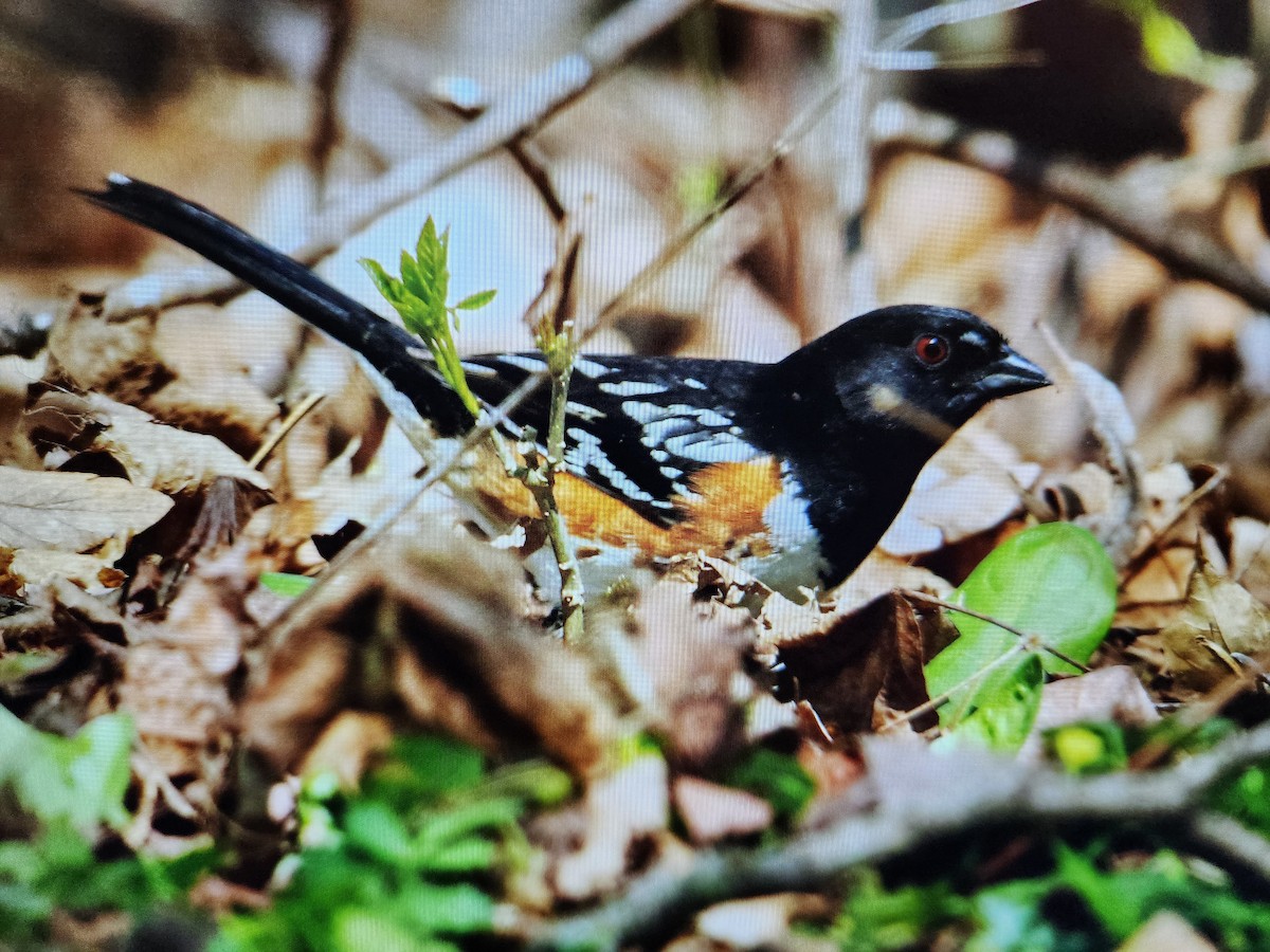 Spotted Towhee - ML618247796