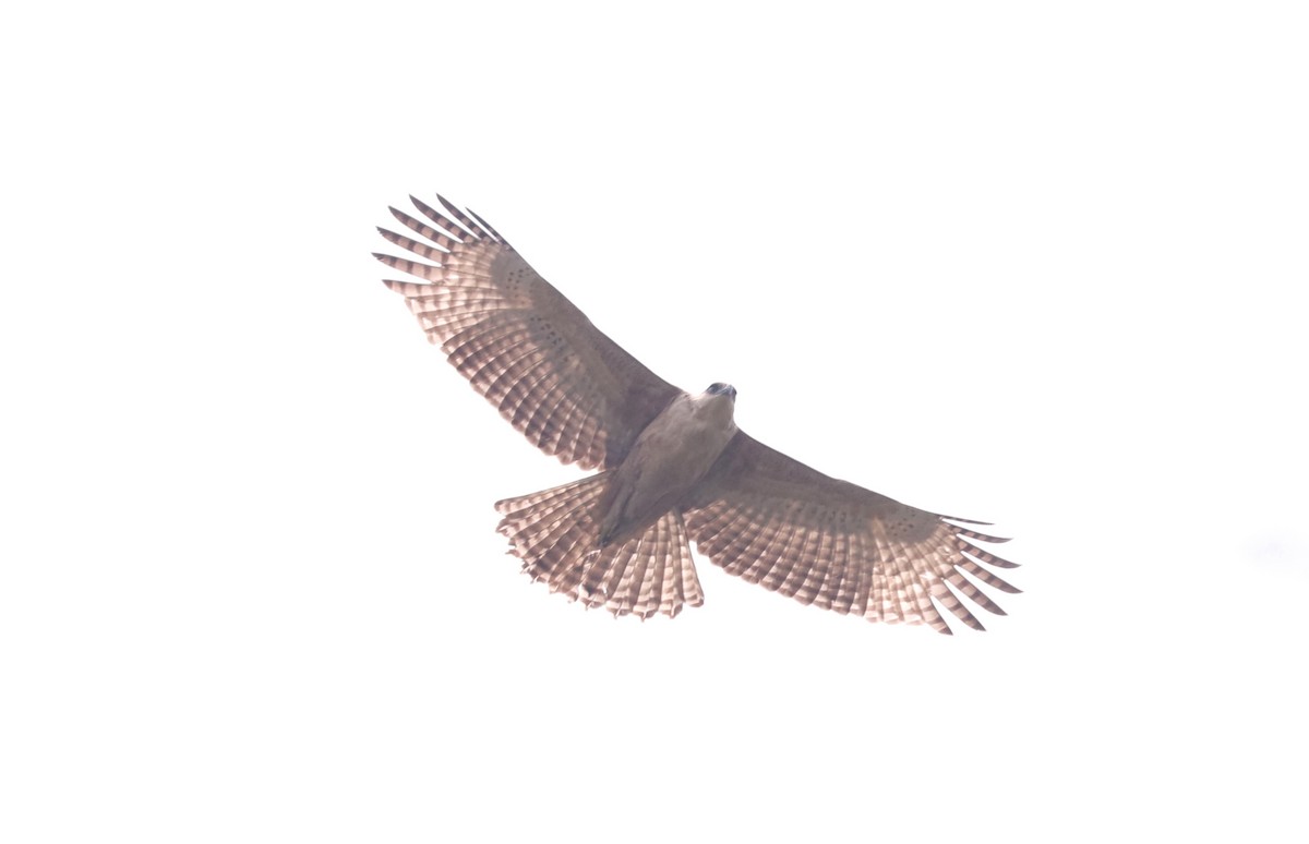 Changeable Hawk-Eagle - Vignesh Menon