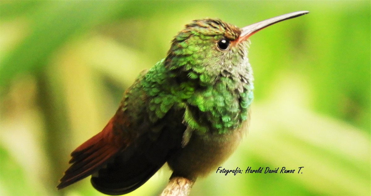 Rufous-tailed Hummingbird - Harold Ramos Torres
