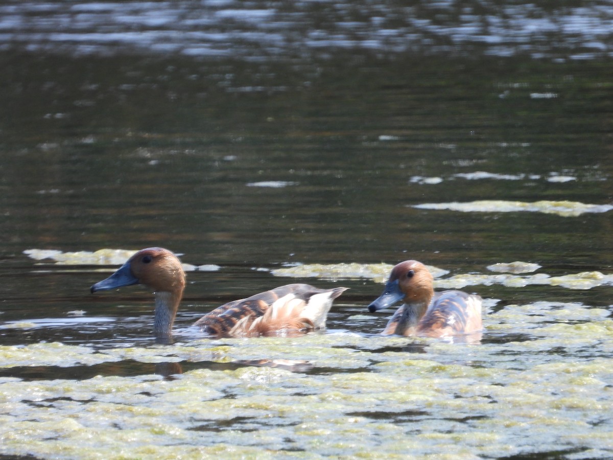Fulvous Whistling-Duck - ML618247840