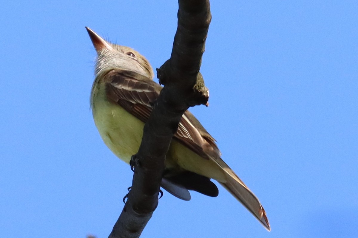 Great Crested Flycatcher - ML618247933