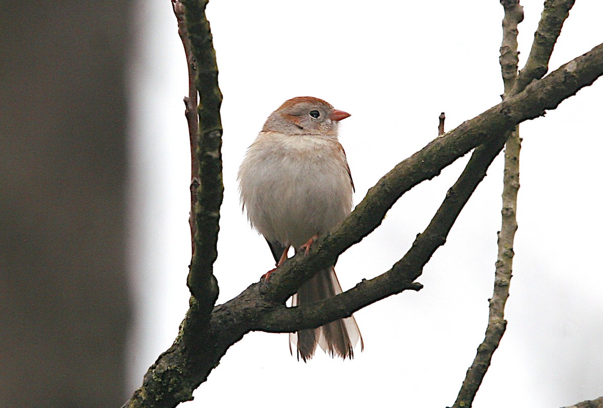 Field Sparrow - Dave Jolly