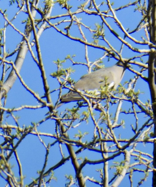 White-winged Dove - ML618247953