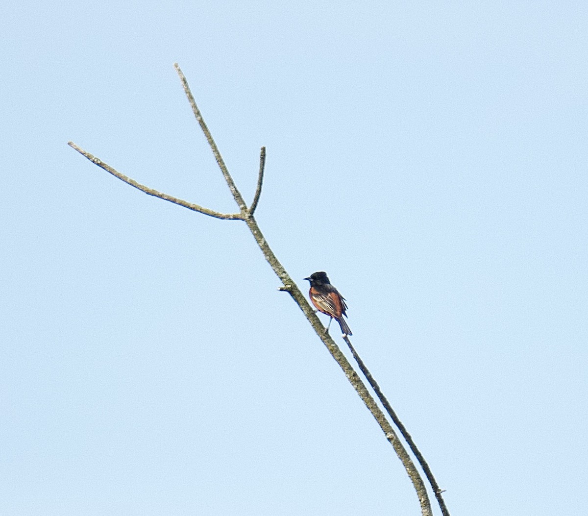 Orchard Oriole - ML618247986