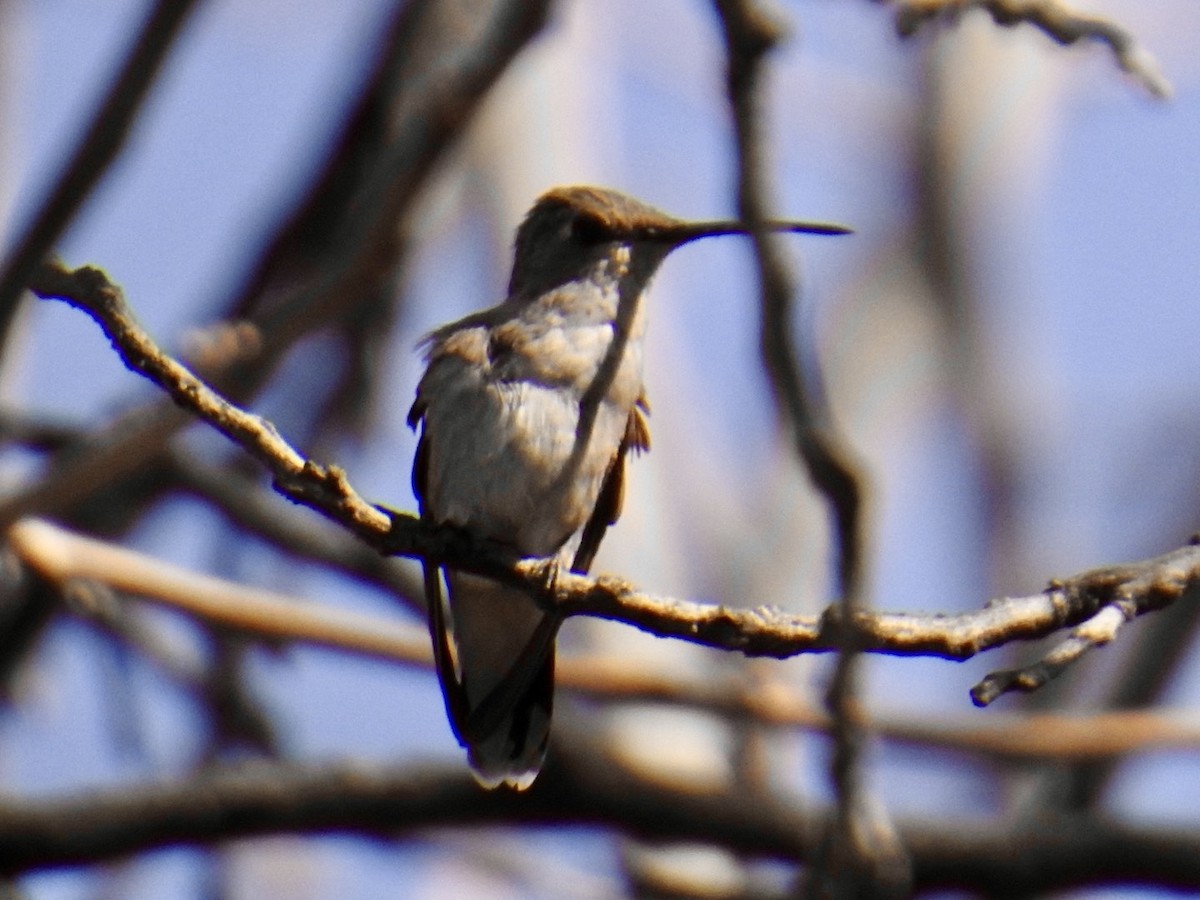 Black-chinned Hummingbird - Brian Ison