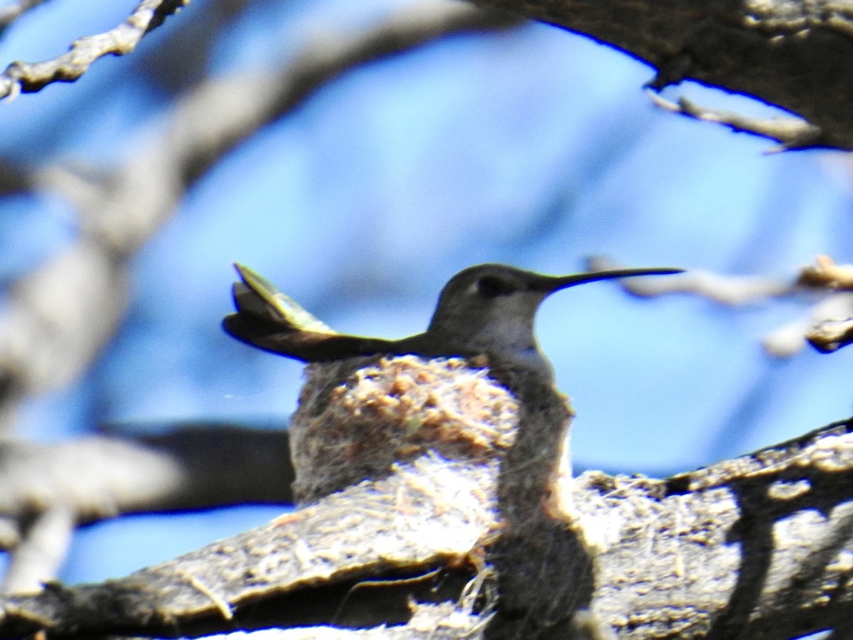 Black-chinned Hummingbird - Brian Ison