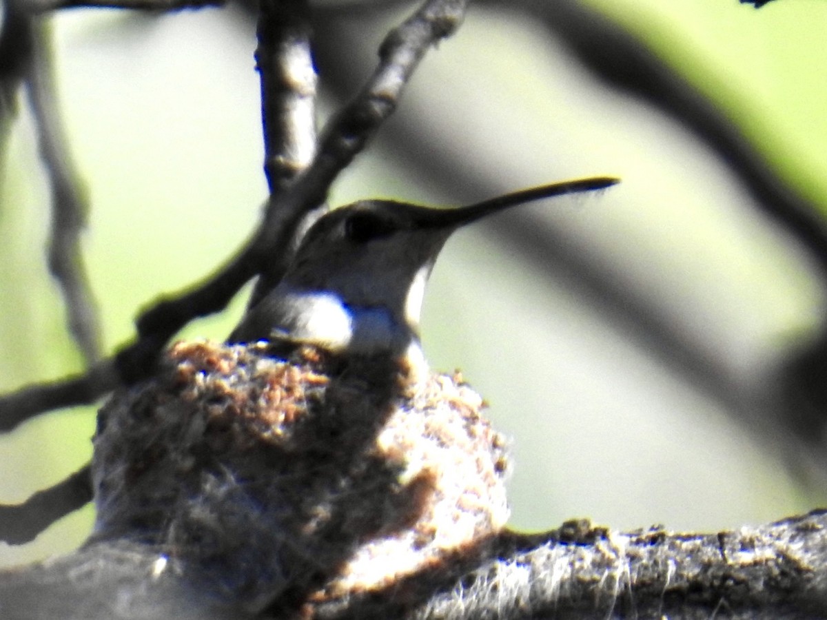 Black-chinned Hummingbird - ML618247992