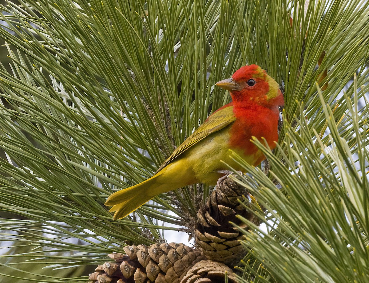 Summer Tanager - Brian Bailey