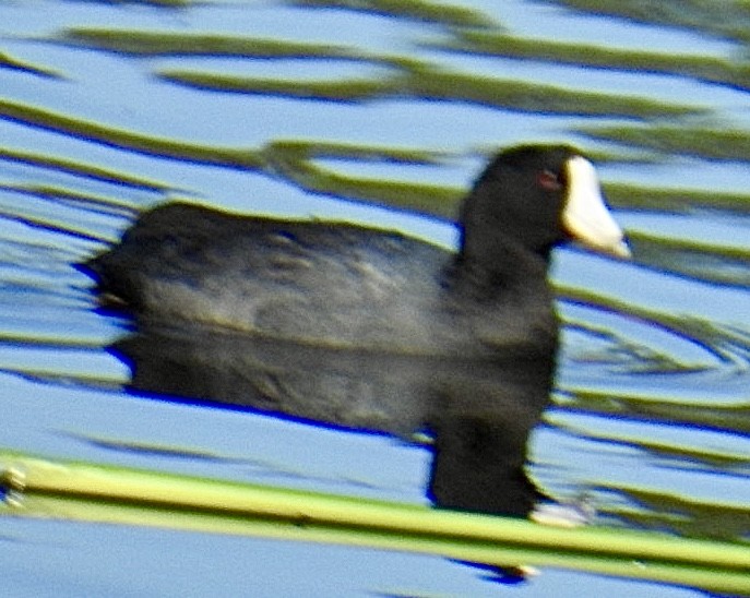 American Coot - Brian Ison