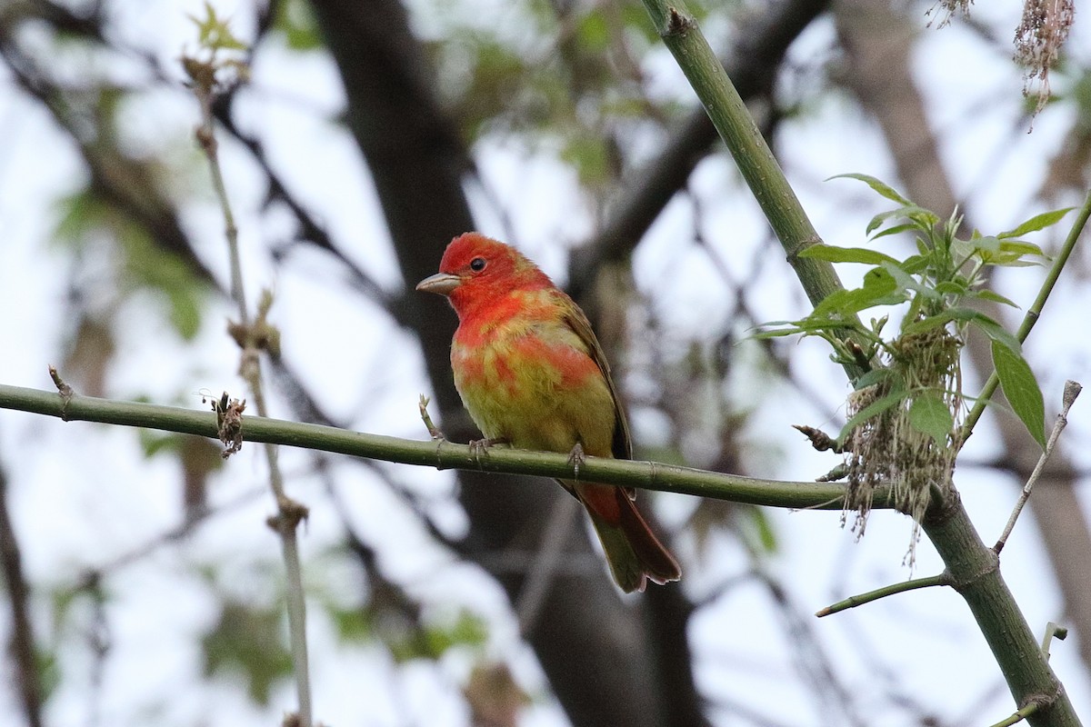 Summer Tanager - Greg Ongie