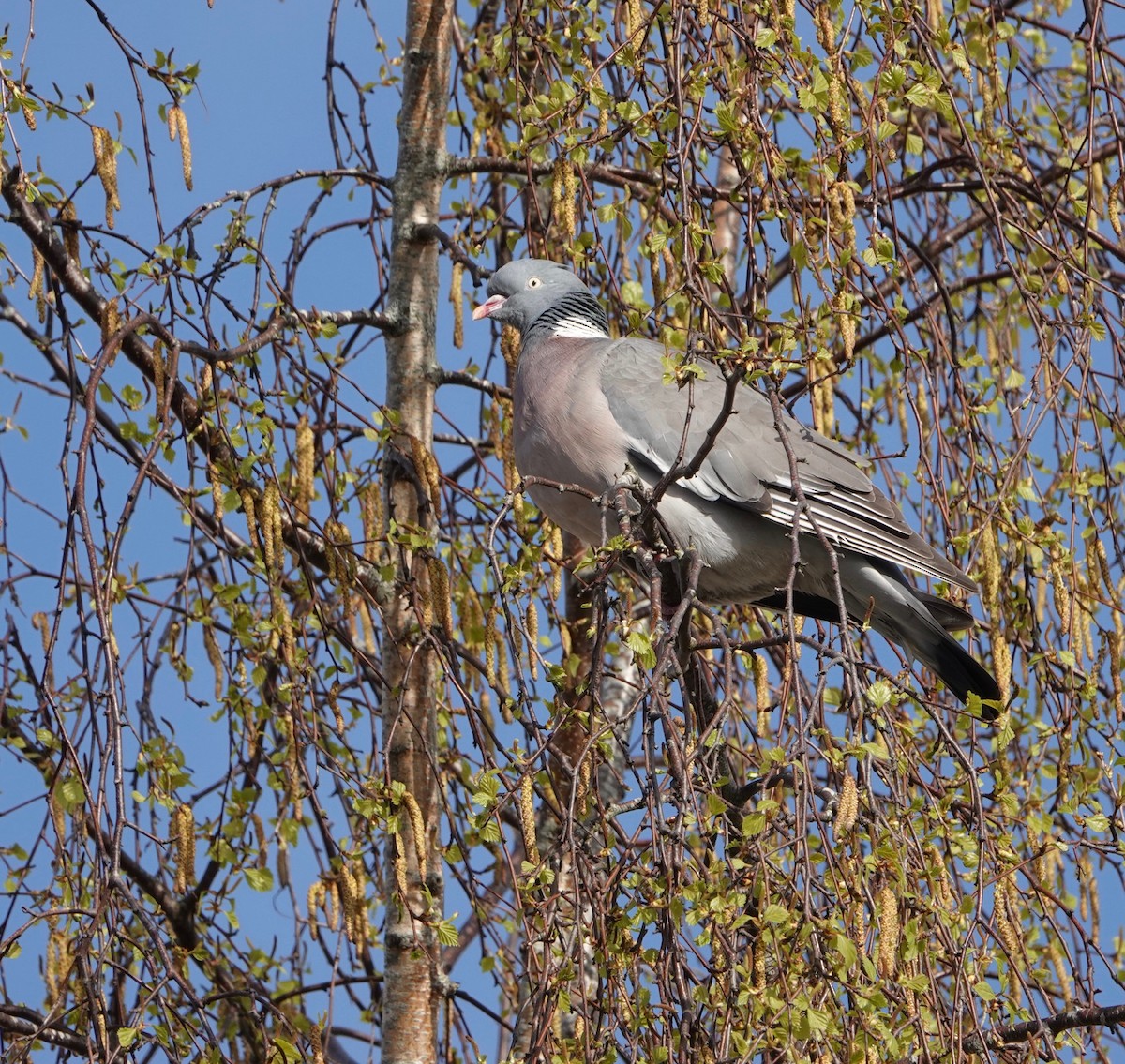 Common Wood-Pigeon - ML618248079