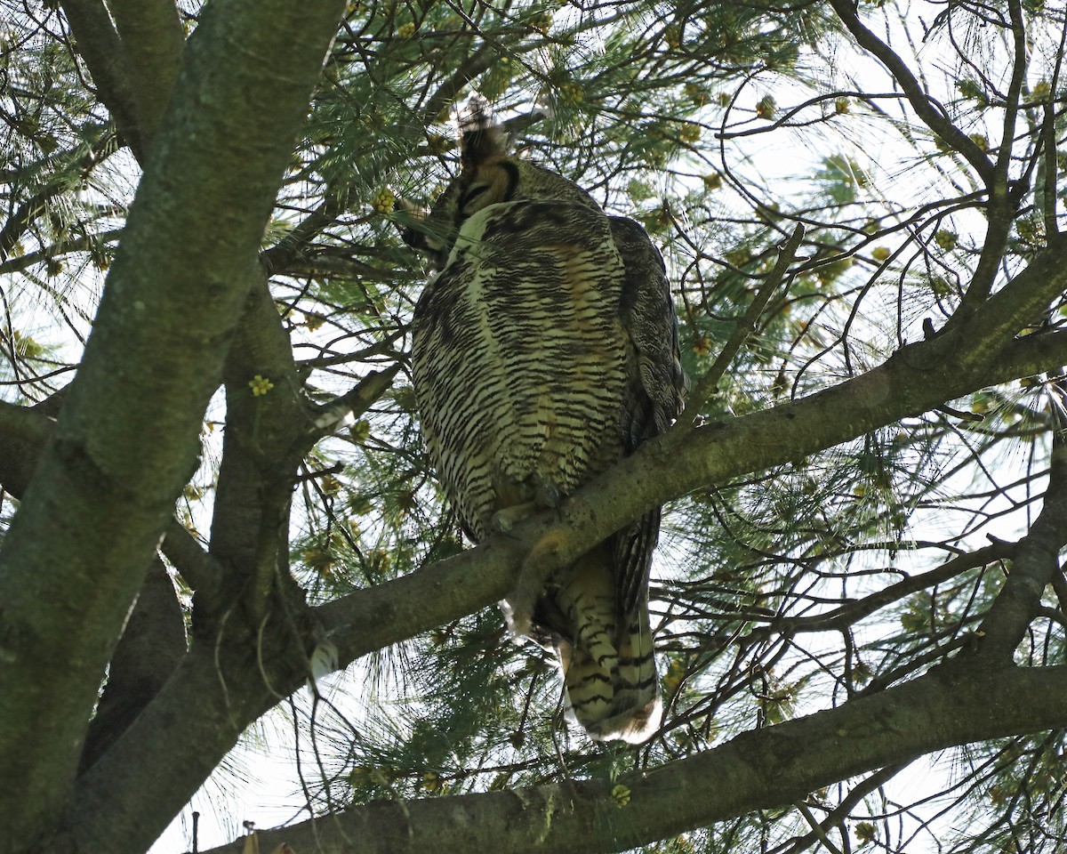 Great Horned Owl - ML618248128