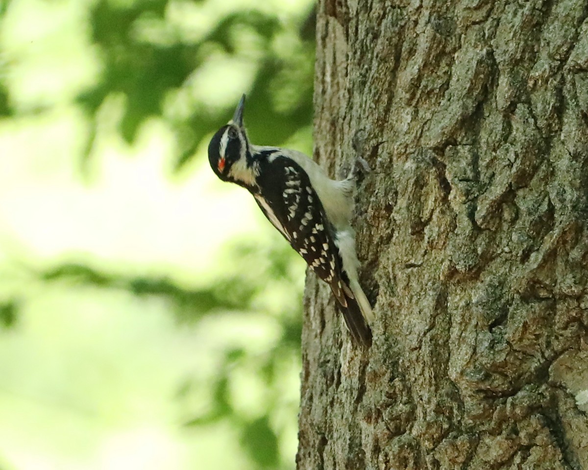 Hairy Woodpecker - Susan Burkhart
