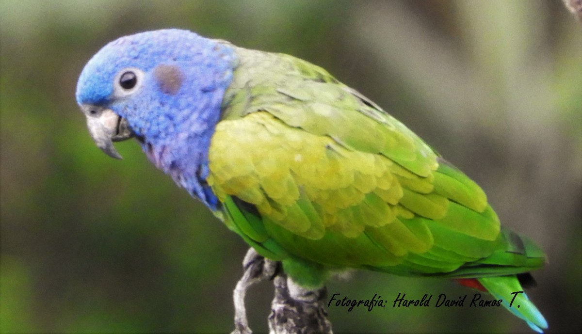 Blue-headed Parrot - Harold Ramos Torres