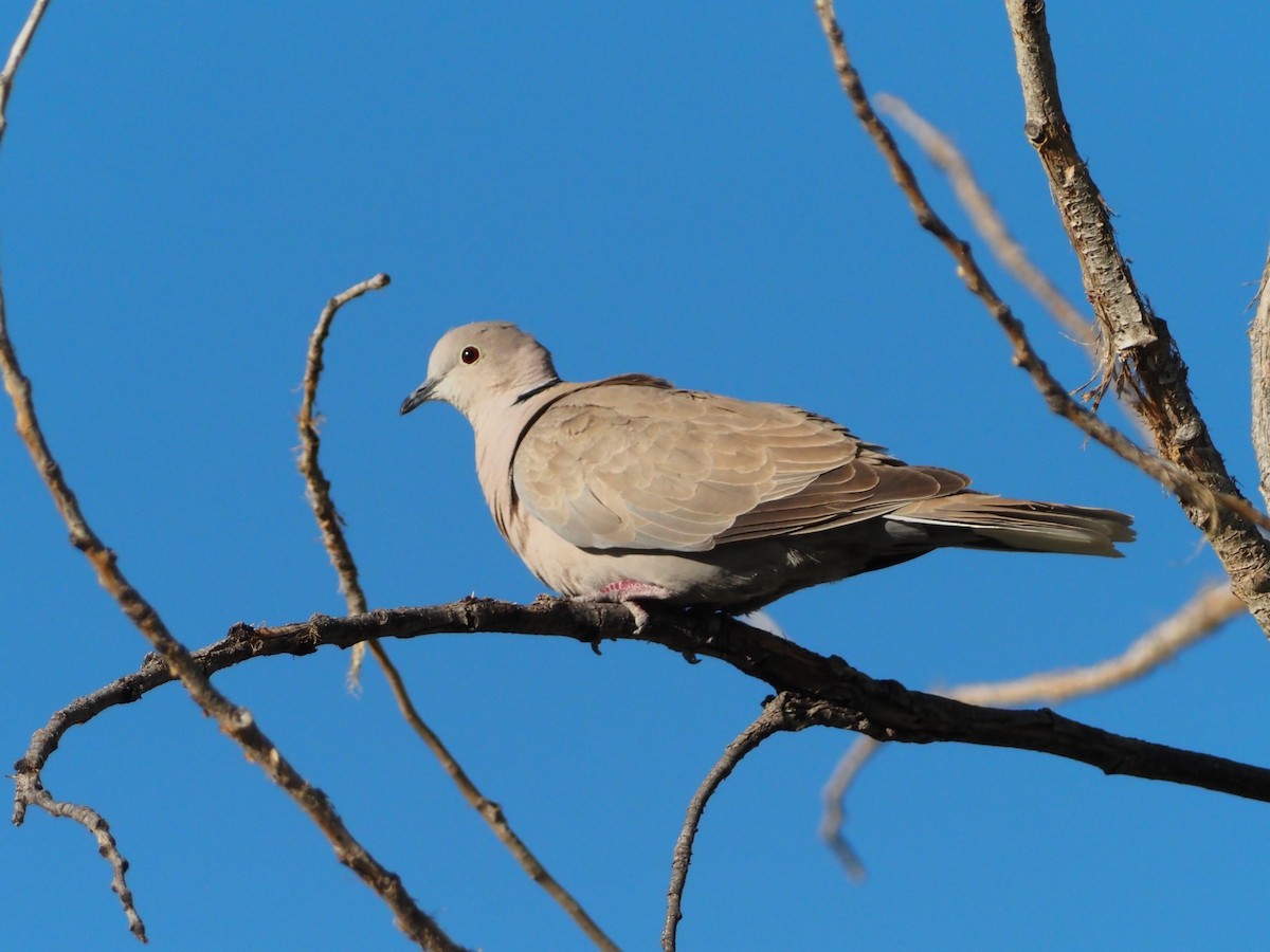 Eurasian Collared-Dove - David Zook