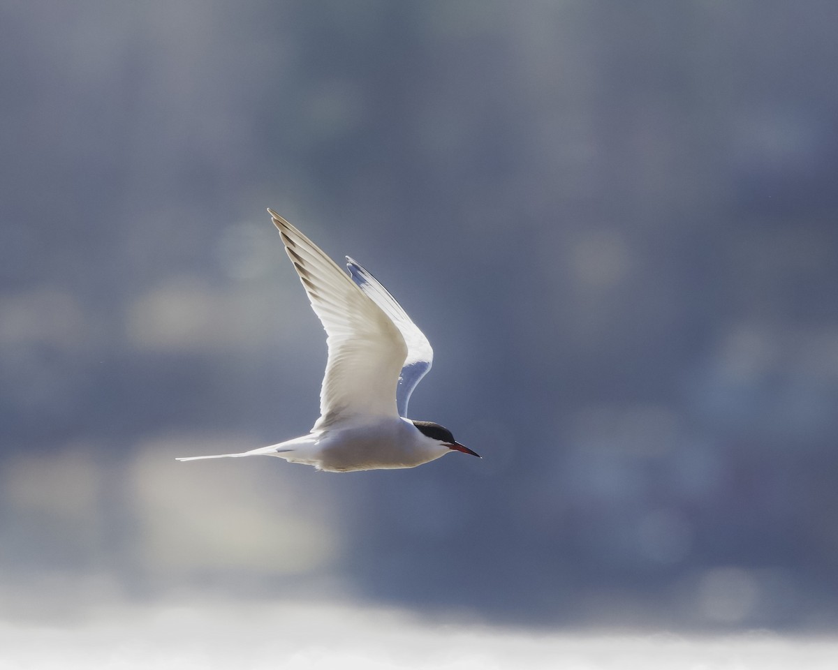 Arctic Tern - Terence Degan