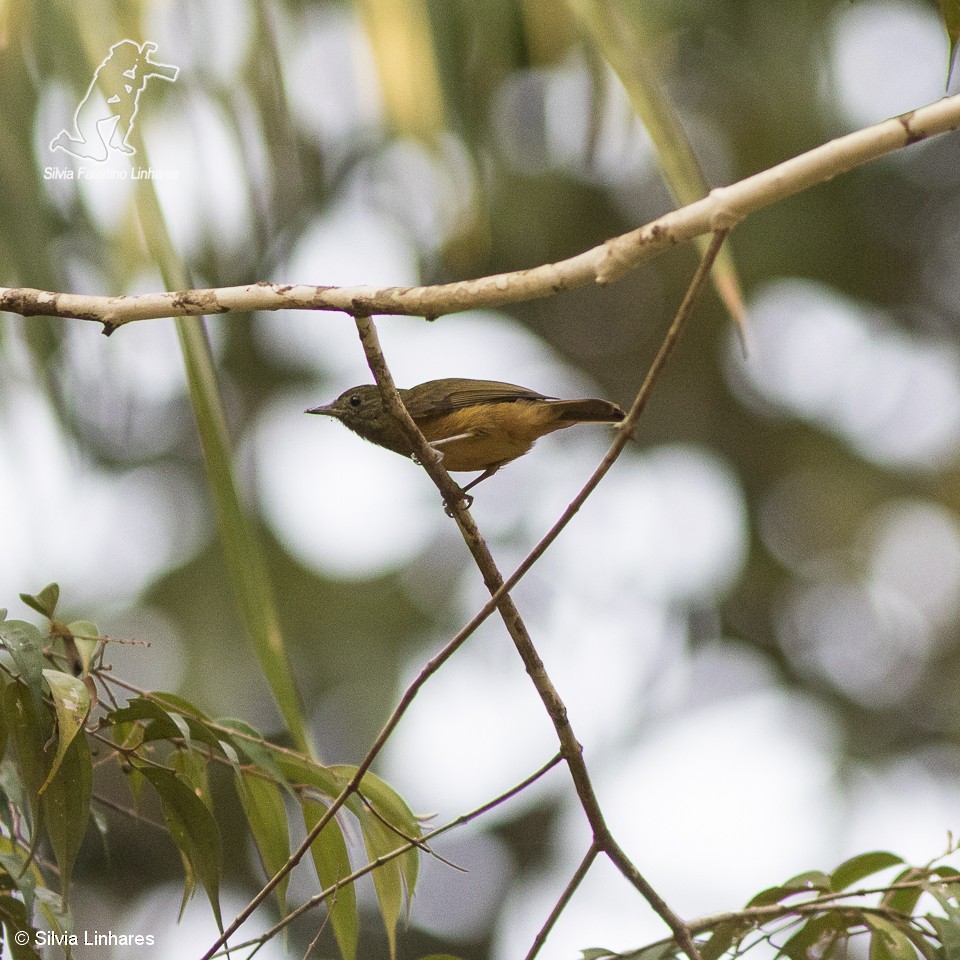 McConnell's Flycatcher (Guianan) - Silvia Faustino Linhares