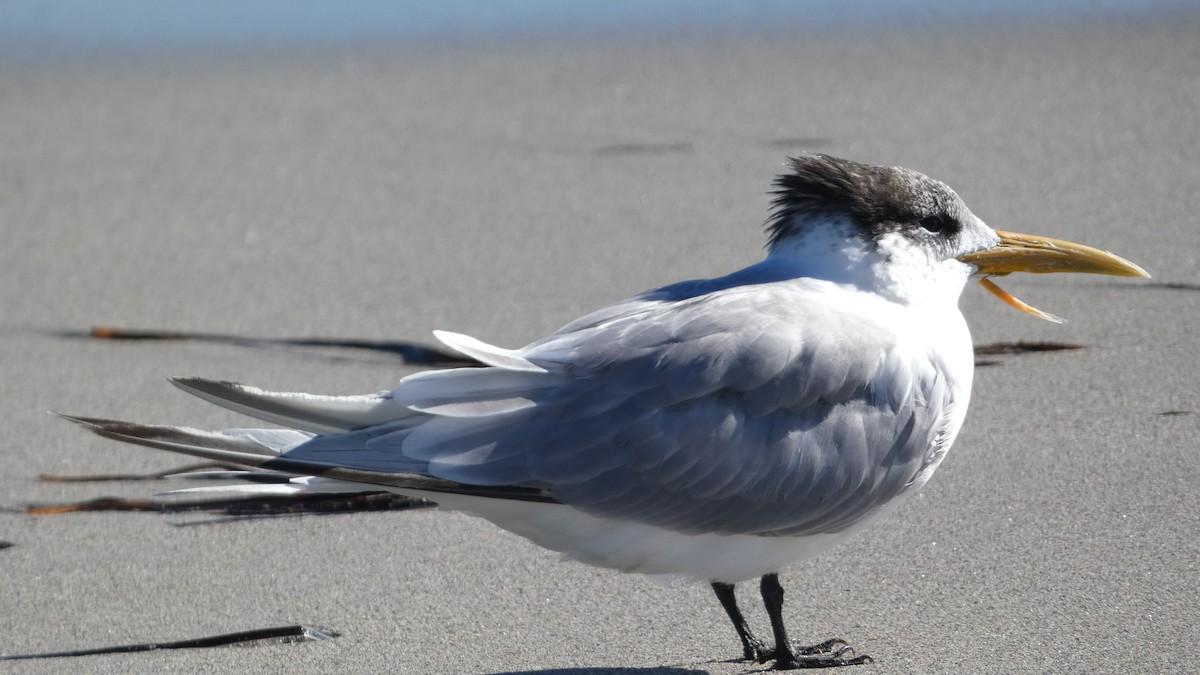 Great Crested Tern - ML618248231