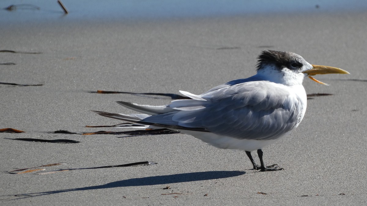 Great Crested Tern - ML618248232