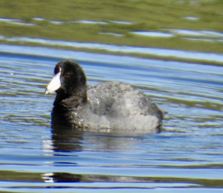 American Coot (Red-shielded) - Brian Ison