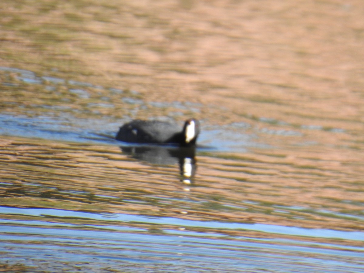 American Coot (Red-shielded) - ML618248241