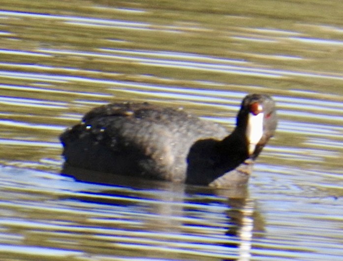 American Coot (Red-shielded) - Brian Ison