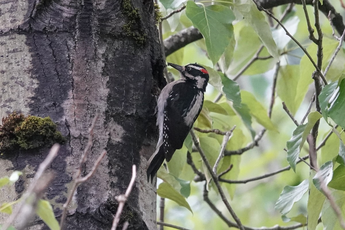 Hairy Woodpecker - Tom Crawford