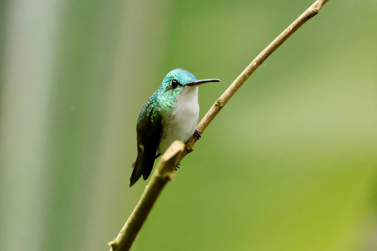 kolibřík andský - ML618248336