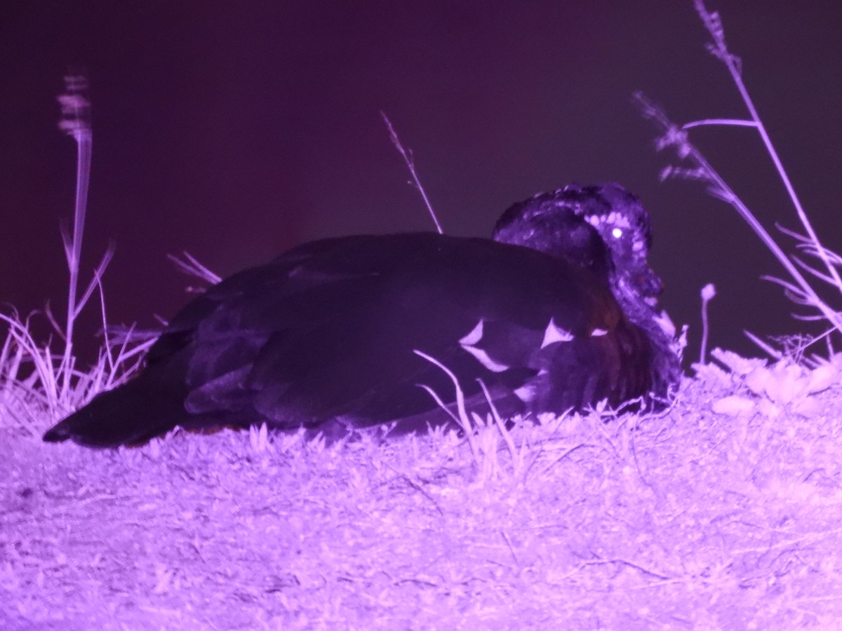 eBird Checklist 30 Apr 2024 Renaissance Commons 7 species