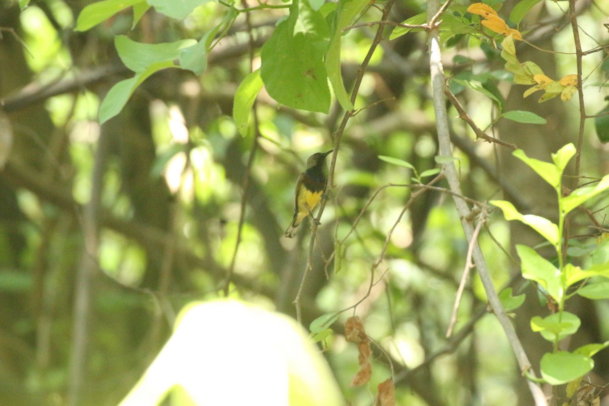 Ornate Sunbird - Prapasiri Warapeang