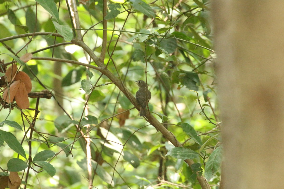 Asian Brown Flycatcher - Prapasiri Warapeang