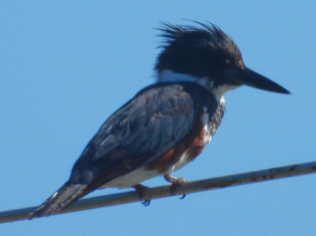 Belted Kingfisher - ML618248431