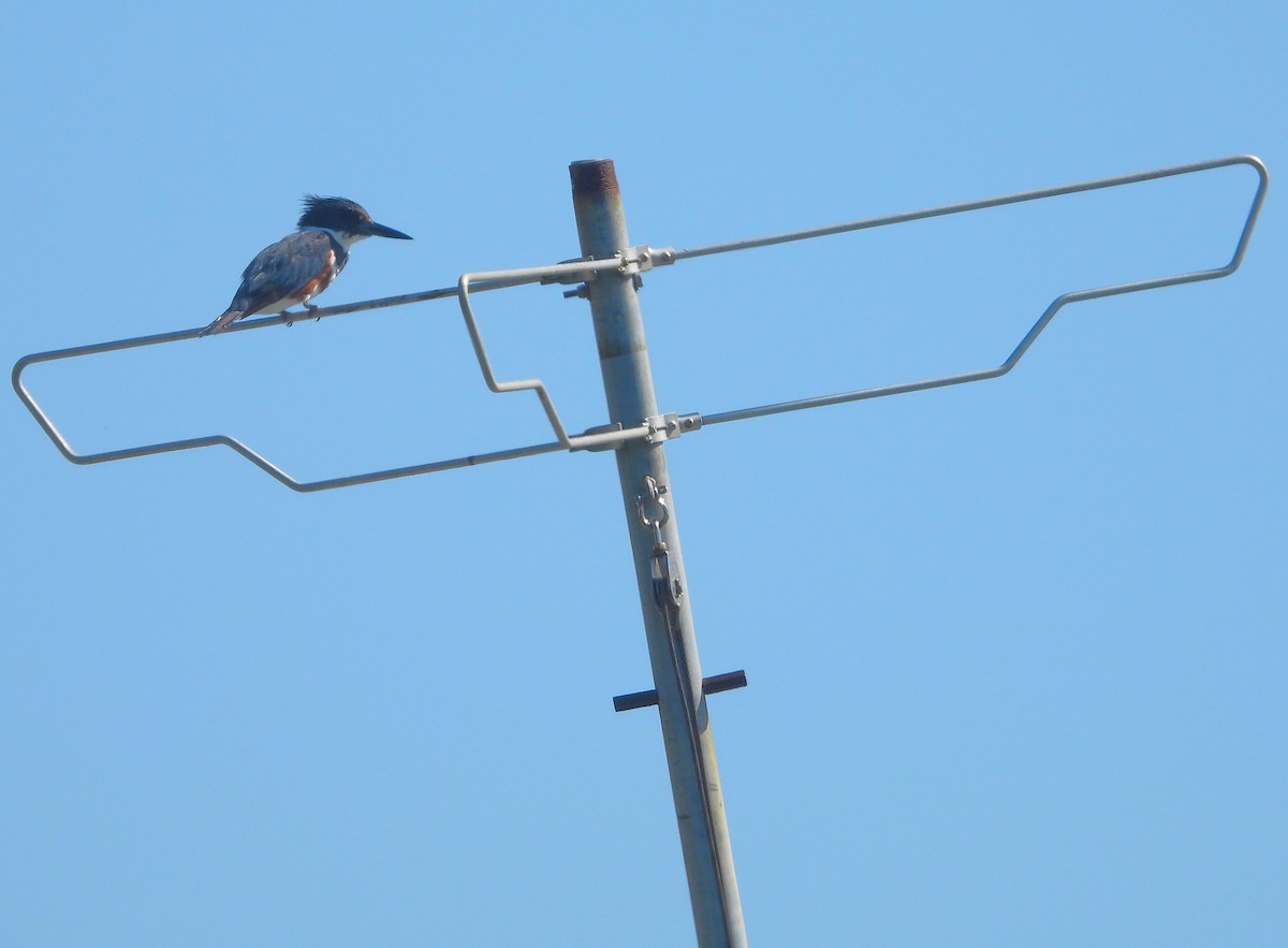 Belted Kingfisher - ML618248432