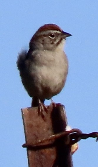 Rufous-crowned Sparrow - ML618248475