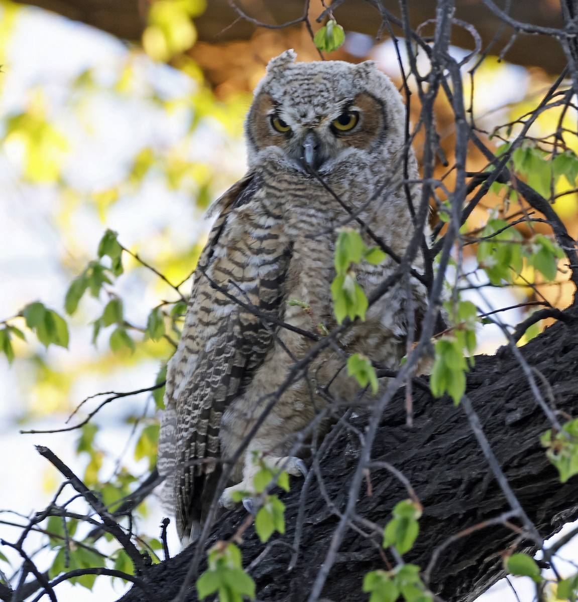 Great Horned Owl - ML618248479