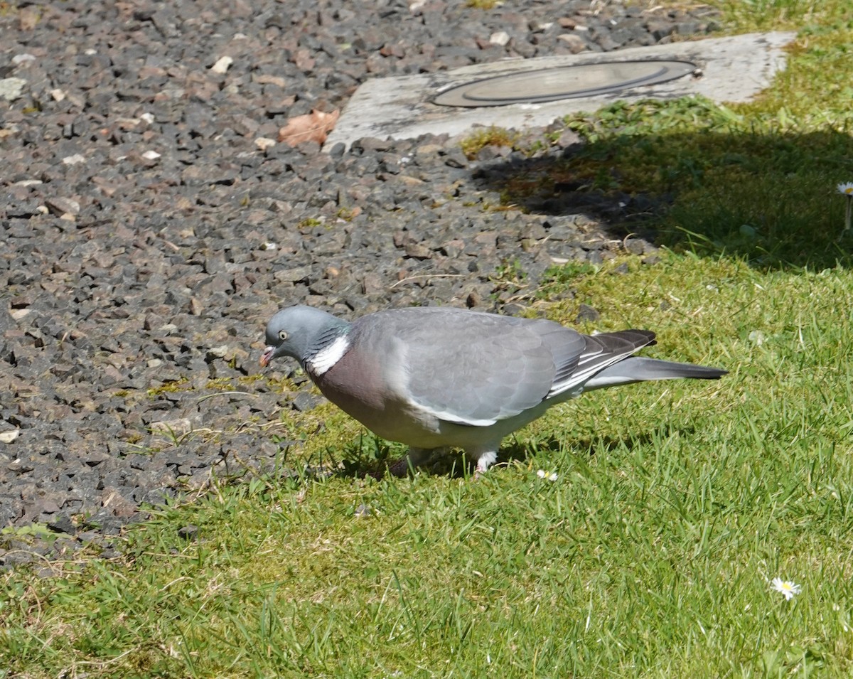 Common Wood-Pigeon - ML618248481