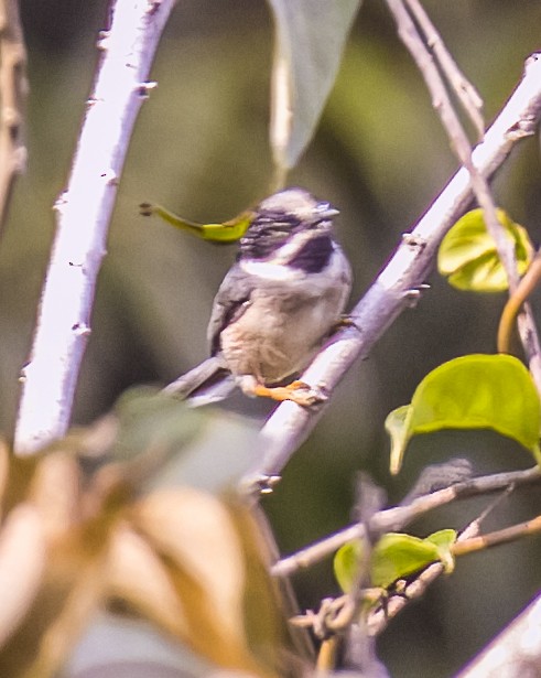 Black-throated Tit (Gray-crowned) - ML618248485