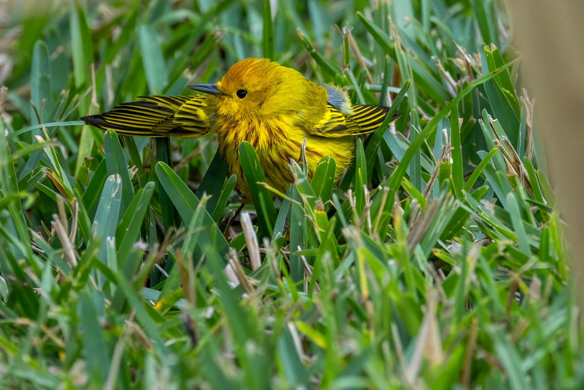 Yellow Warbler - Mark  Laussade