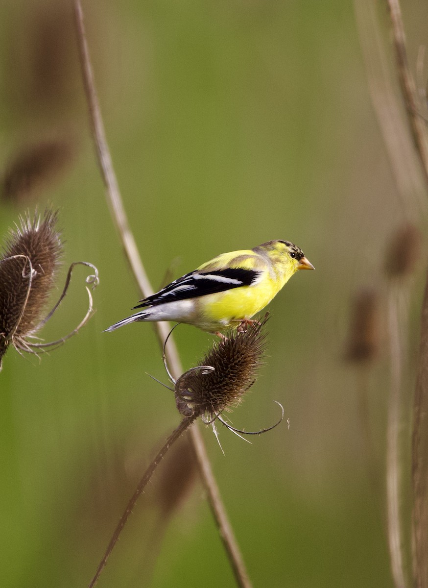 American Goldfinch - Rajdeep Bose
